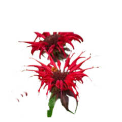 monarda didyma pianta per sito 240x180ns